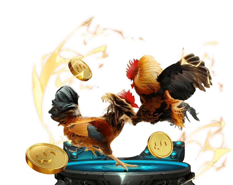 Bình luận viên đá gà trực tiếp